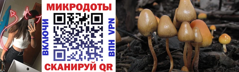 где найти наркотики  Абдулино  Псилоцибиновые грибы Psilocybe 
